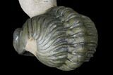 Stunning Crotalocephalina & Reedops Trilobite Association #175054-9